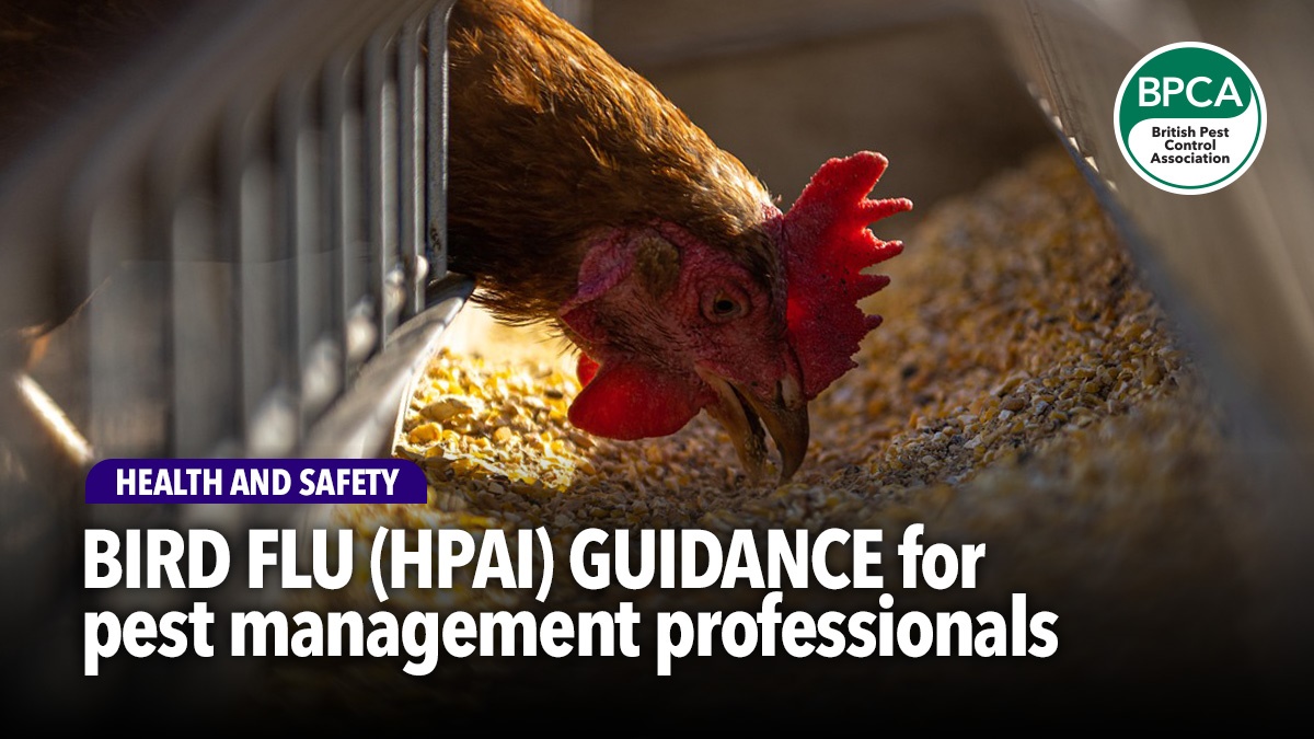 bird-flu-guidance-for-pest-professionals